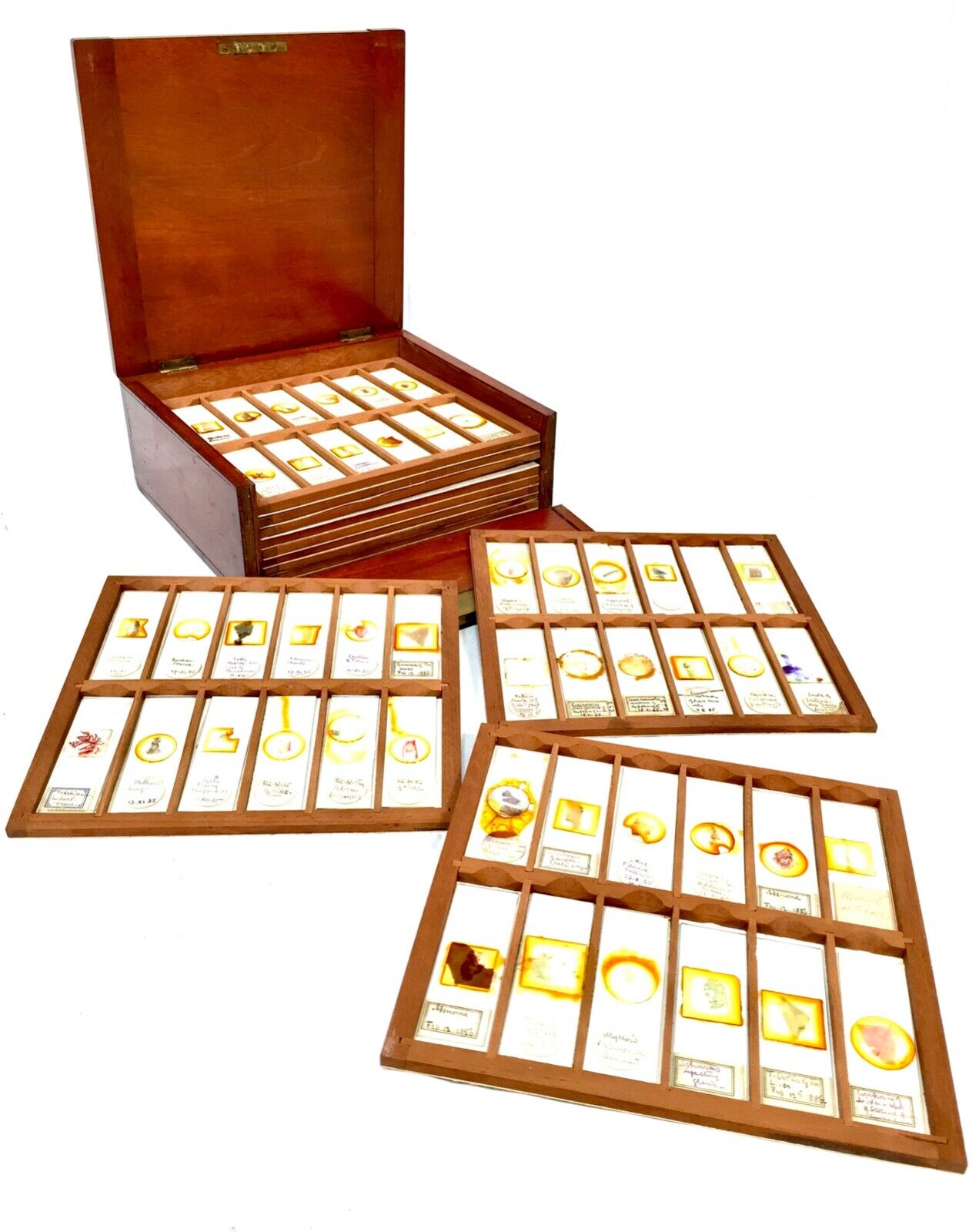 Antique Wooden Mahogany Microscope Slide Box / Storage Chest & Glass Slides 1900