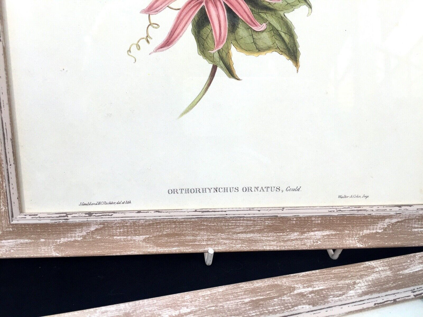 Antique Set of 4 Framed Lithograph Pictures of Birds / Prints / J Gould & Richer