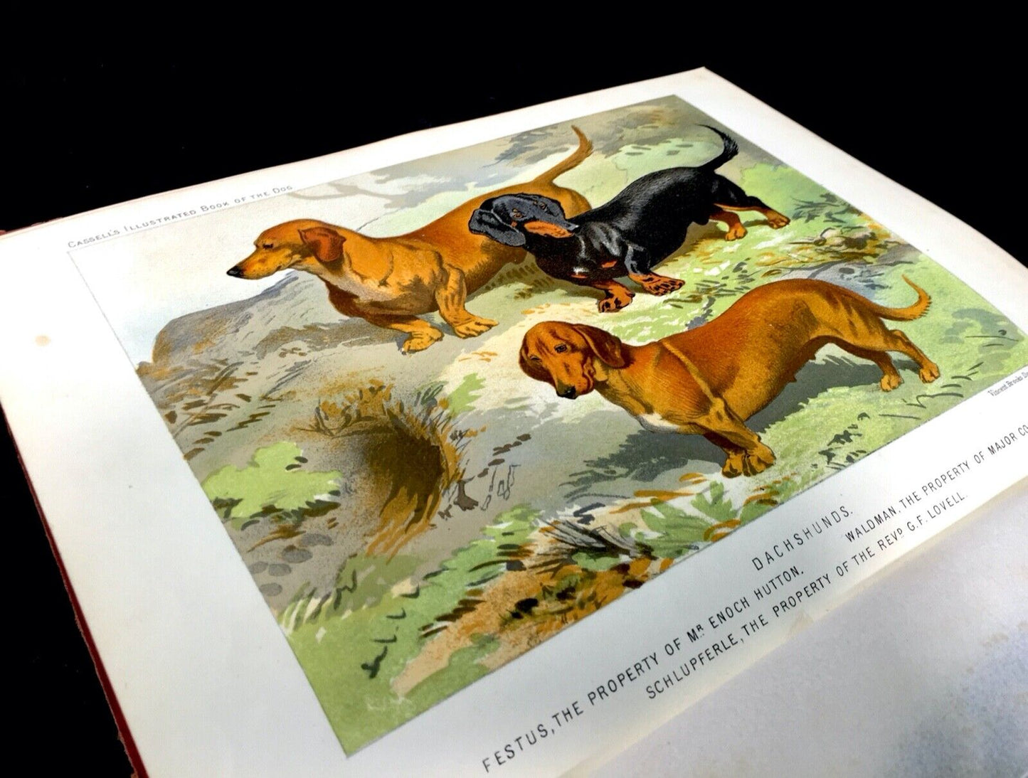 Antique The Illustrated Book of the Dog By Vero Shaw First Edition 1881 Complete