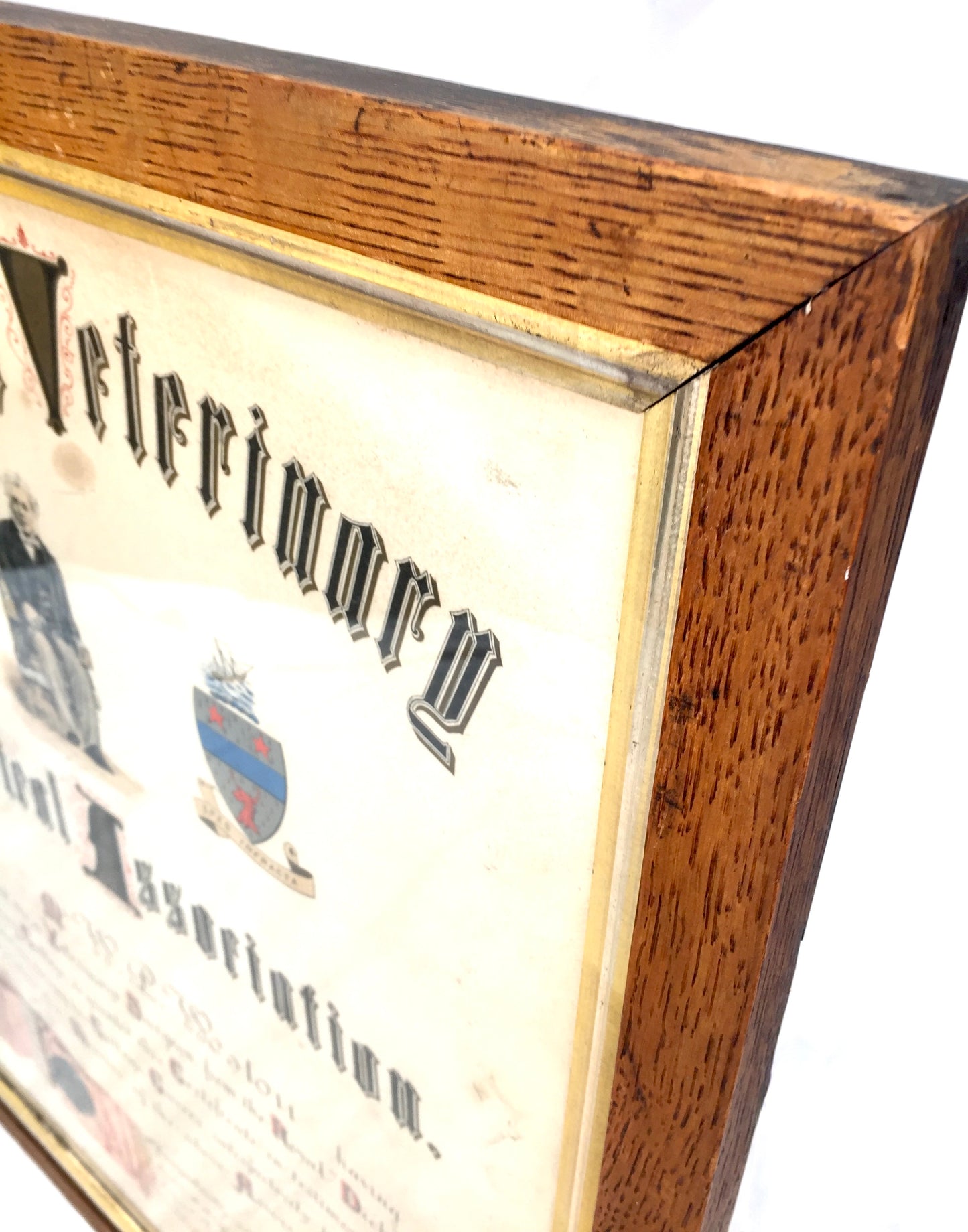 Antique Oak Framed Edinburgh Veterinary Medical Association Certificate c.1890