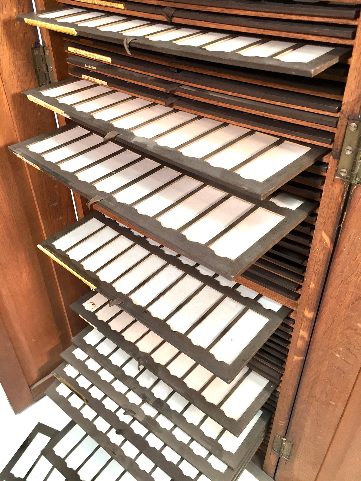 Antique Large Wooden Microscope Slide Collectors Cabinet Box / Holds 920 Slides