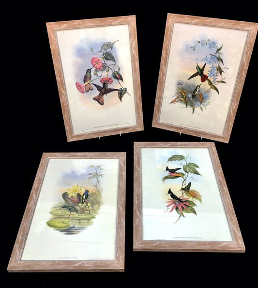 Antique Set of 4 Framed Lithograph Pictures of Birds / Prints / J Gould & Richer