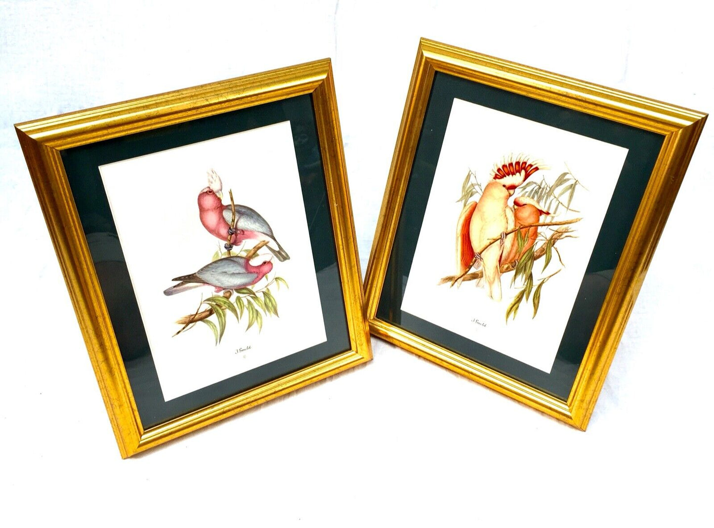 John Gould Bird Print Picture Pair - Published by Sidney Z. Lucas c.1930 Framed