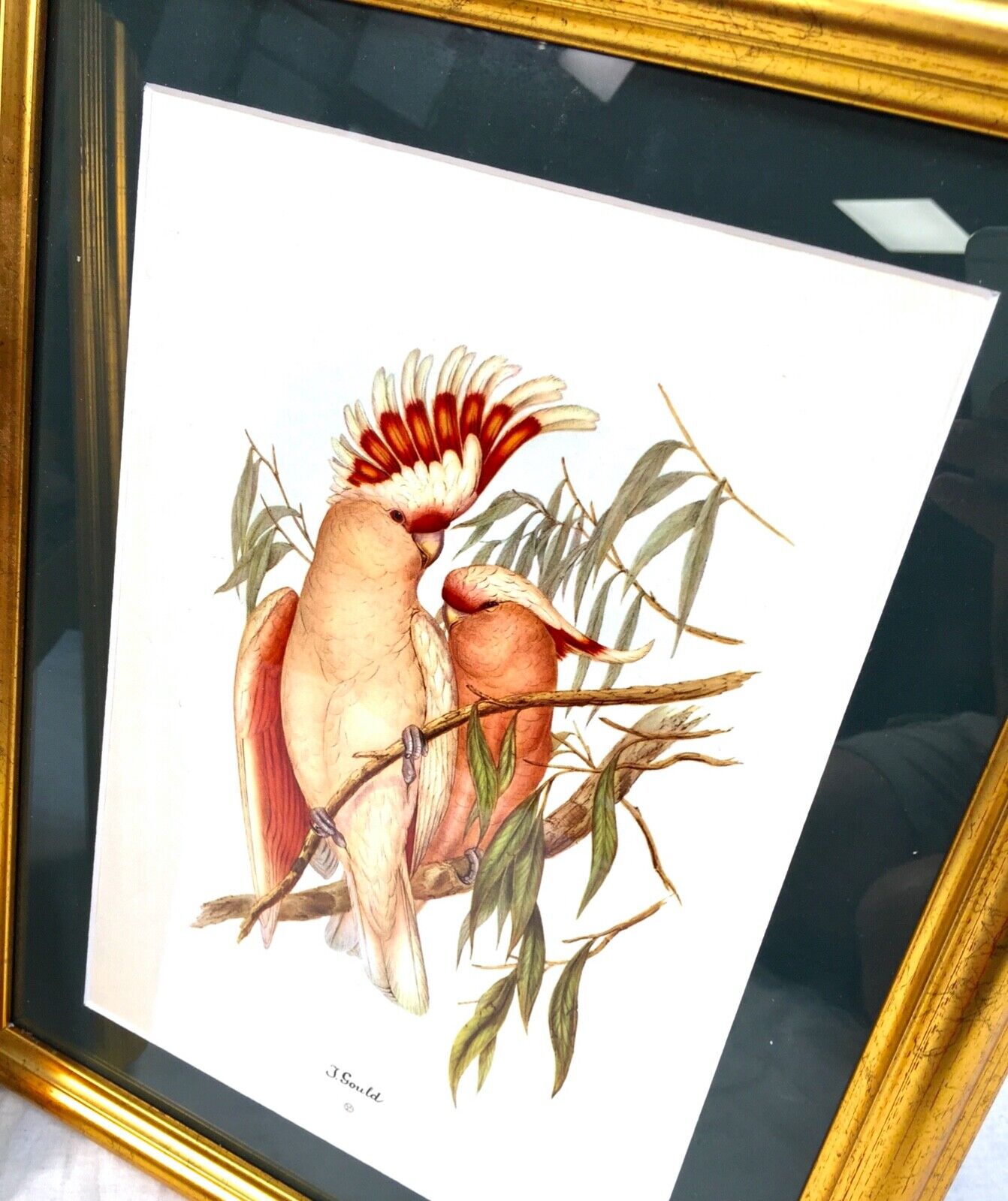 John Gould Bird Print Picture Pair - Published by Sidney Z. Lucas c.1930 Framed