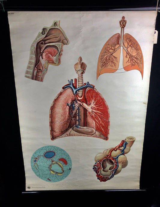 Vintage Deutsches Hygiene Museum Dresden Medical Anatomy Canvas Poster Roll Up