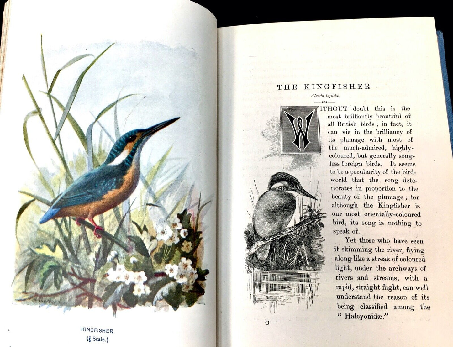 Familiar Wild Birds by W. Swaysland ~ 2 Volumes Coloured Plates 1st Edition 1901