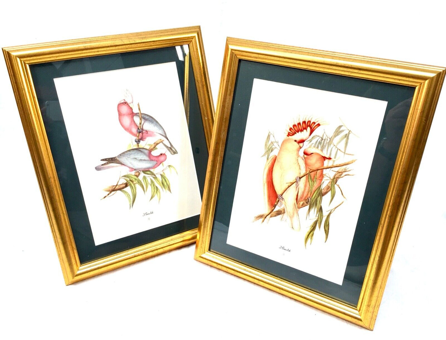 John Gould Bird Print Picture Pair - Published by Sidney Z. Lucas c.1930 Framed