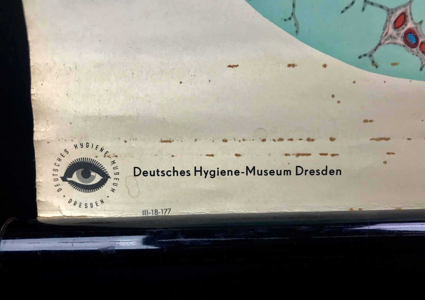 Vintage Deutsches Hygiene Museum Dresden Medical Anatomy Canvas Poster Roll Up
