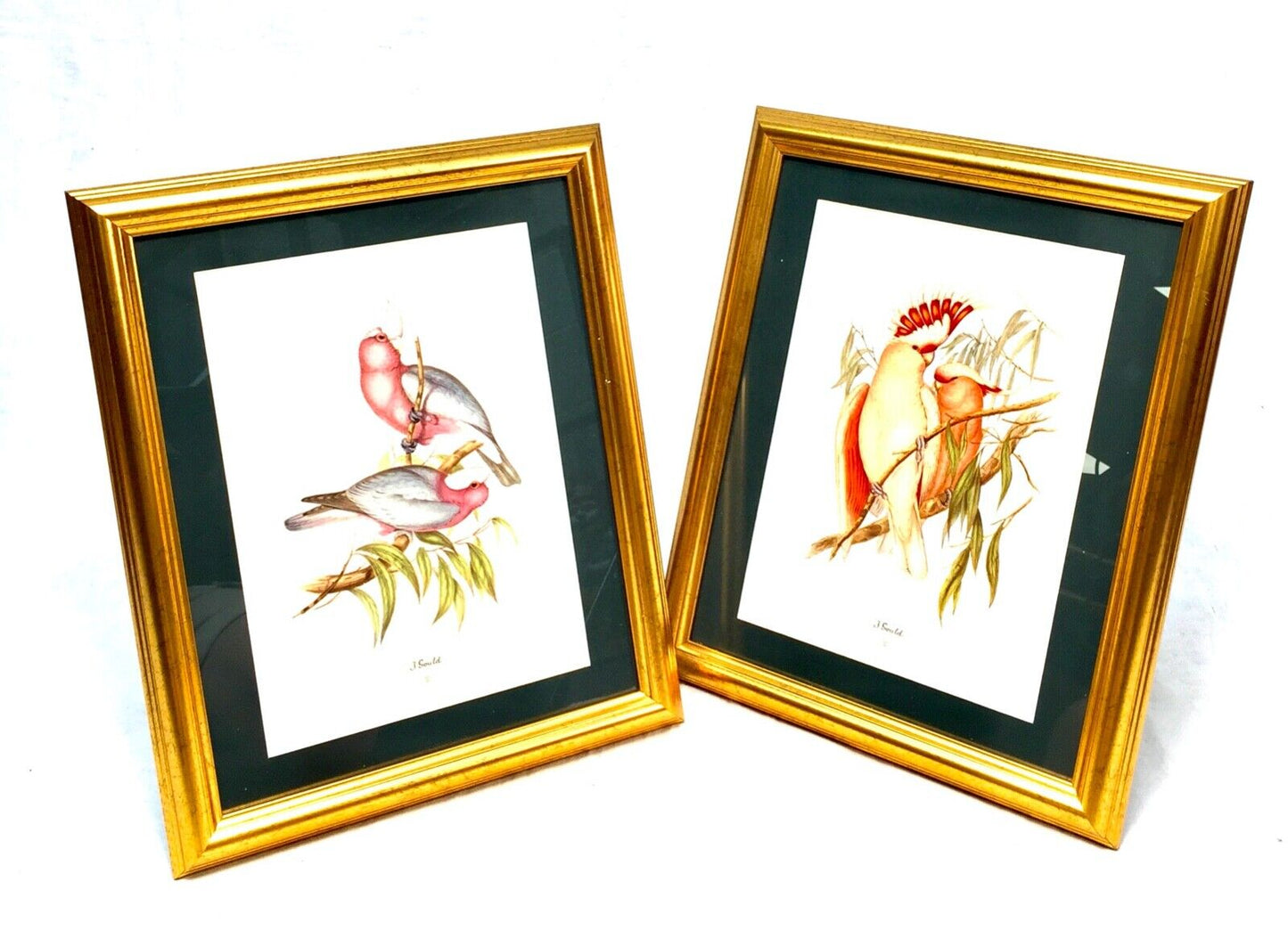 John Gould Bird Print Picture Pair - Published by Sidney Z. Lucas c.1930 Framed