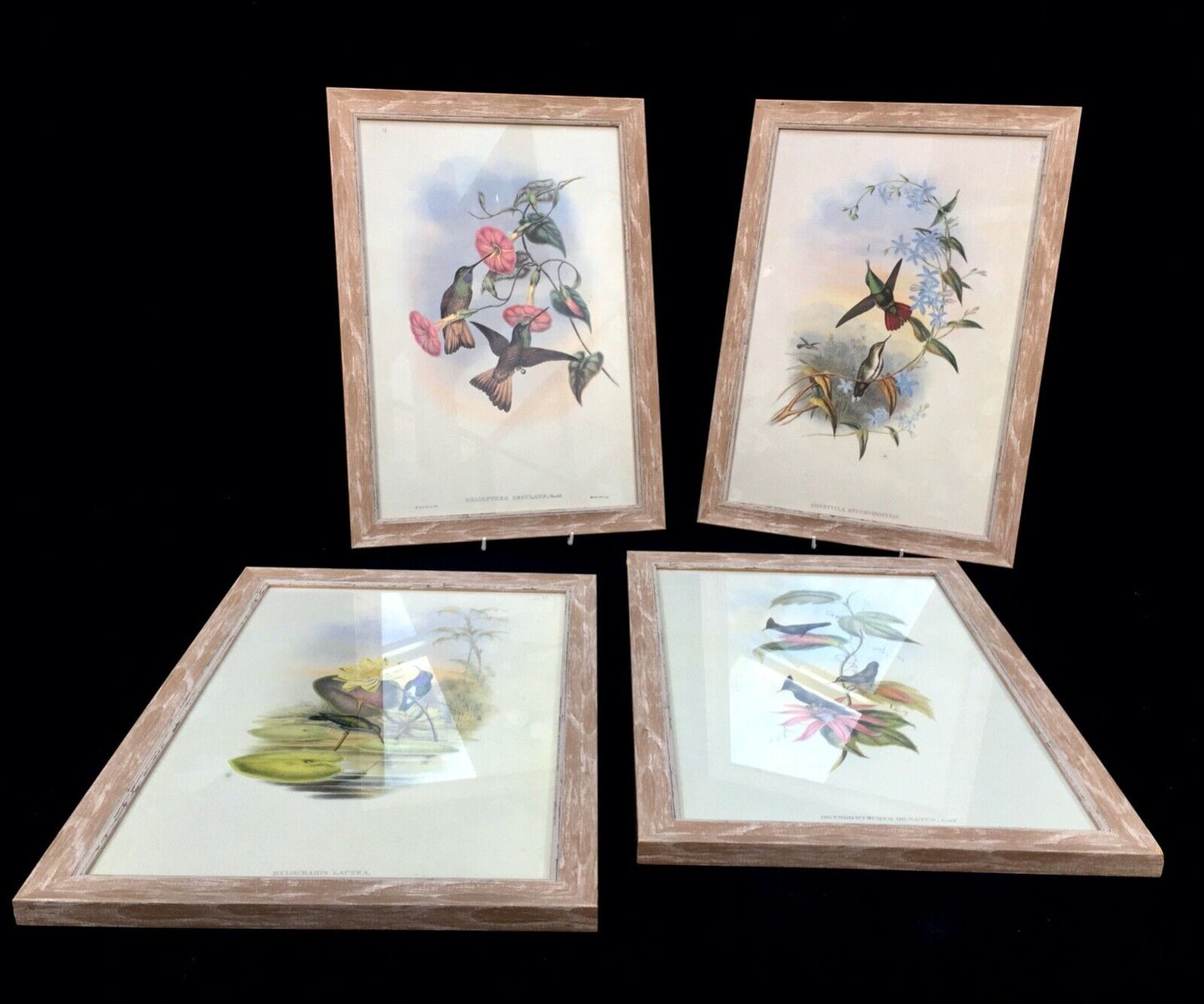 Antique Set of 4 Framed Lithograph Pictures of Birds / Prints / J Gould & Richer