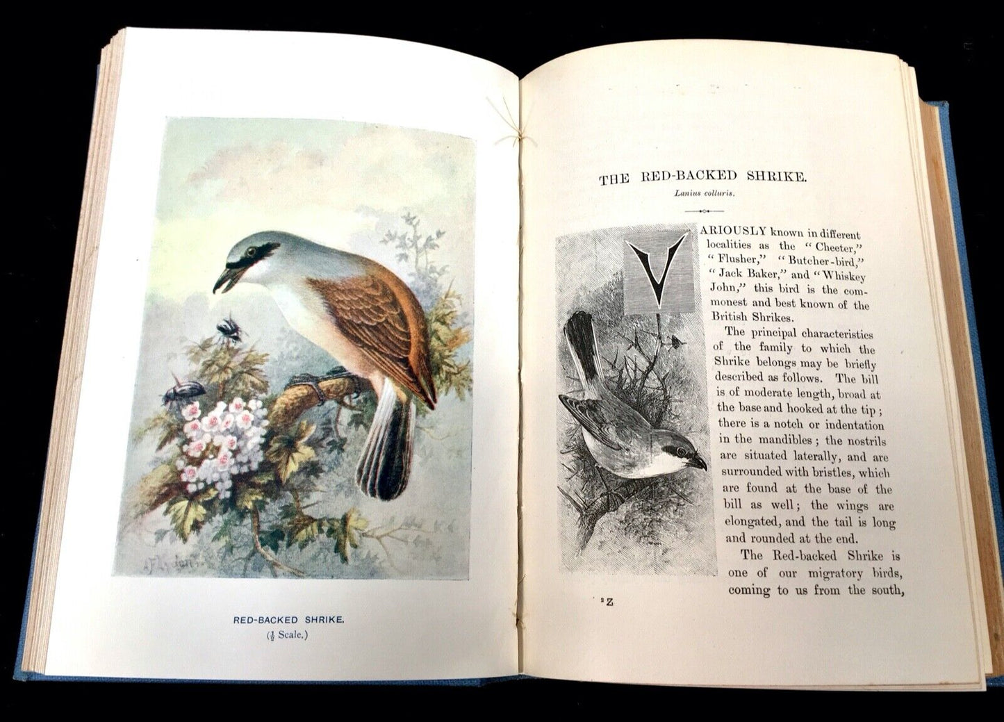 Familiar Wild Birds by W. Swaysland ~ 2 Volumes Coloured Plates 1st Edition 1901