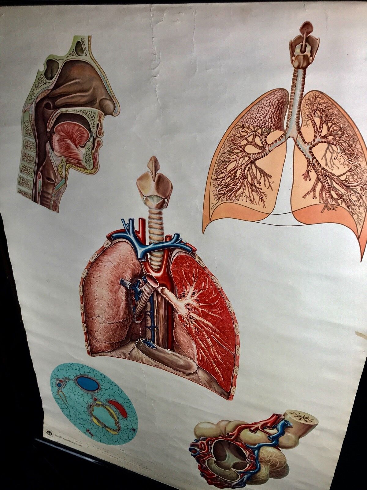 Vintage Deutsches Hygiene Museum Dresden Medical Anatomy Canvas Poster Roll Up