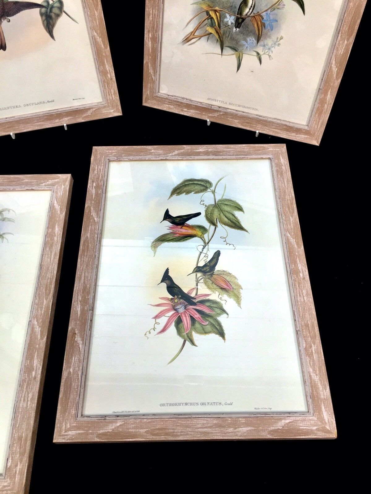 Antique Set of 4 Framed Lithograph Pictures of Birds / Prints / J Gould & Richer